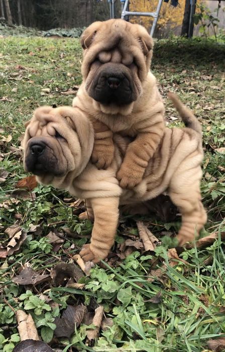 Шарпейчики  антистресики