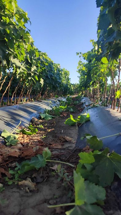 Саджанці винограду
