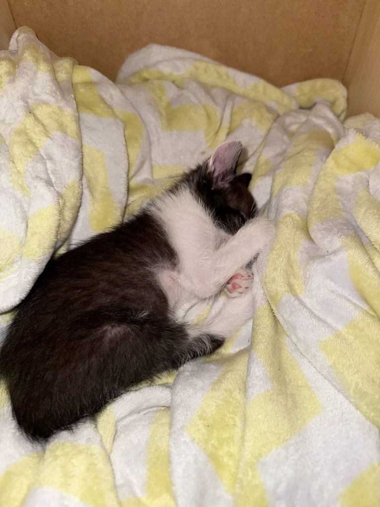 Trójka kociąt poleca się do adopcji!!