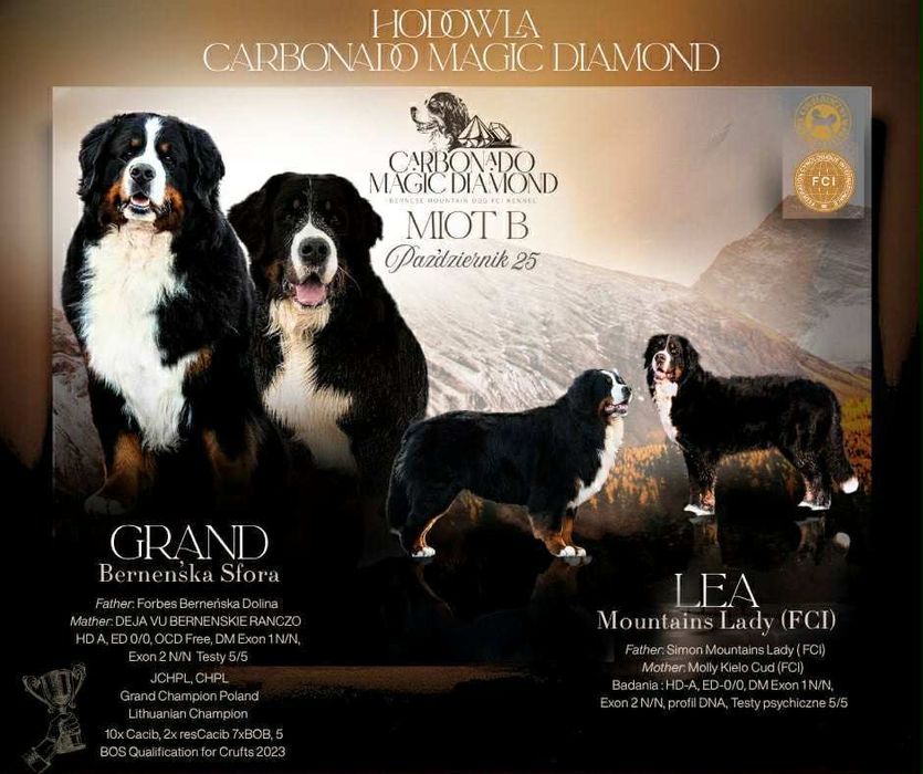 Berneński pies pasterski