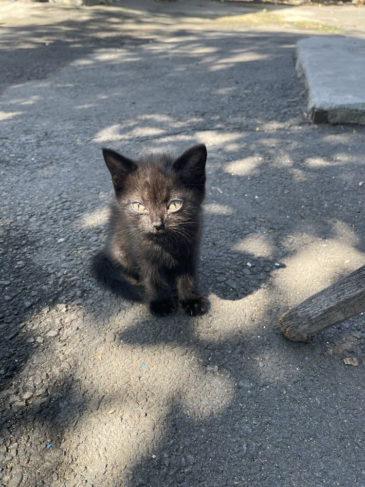 Віддам безкоштовно котиків
