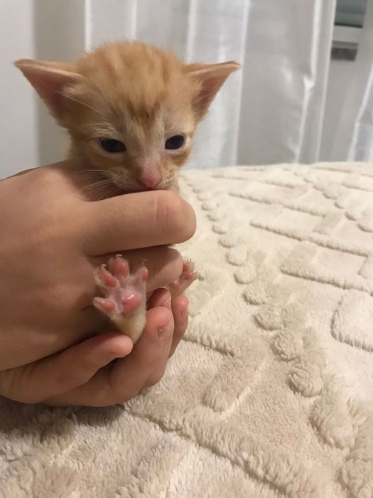 Gatinhos bebés para adoção responsável