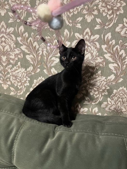 Котенок ищет семью и дом