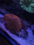 Koralowiec Discosoma Red akwarium morkie