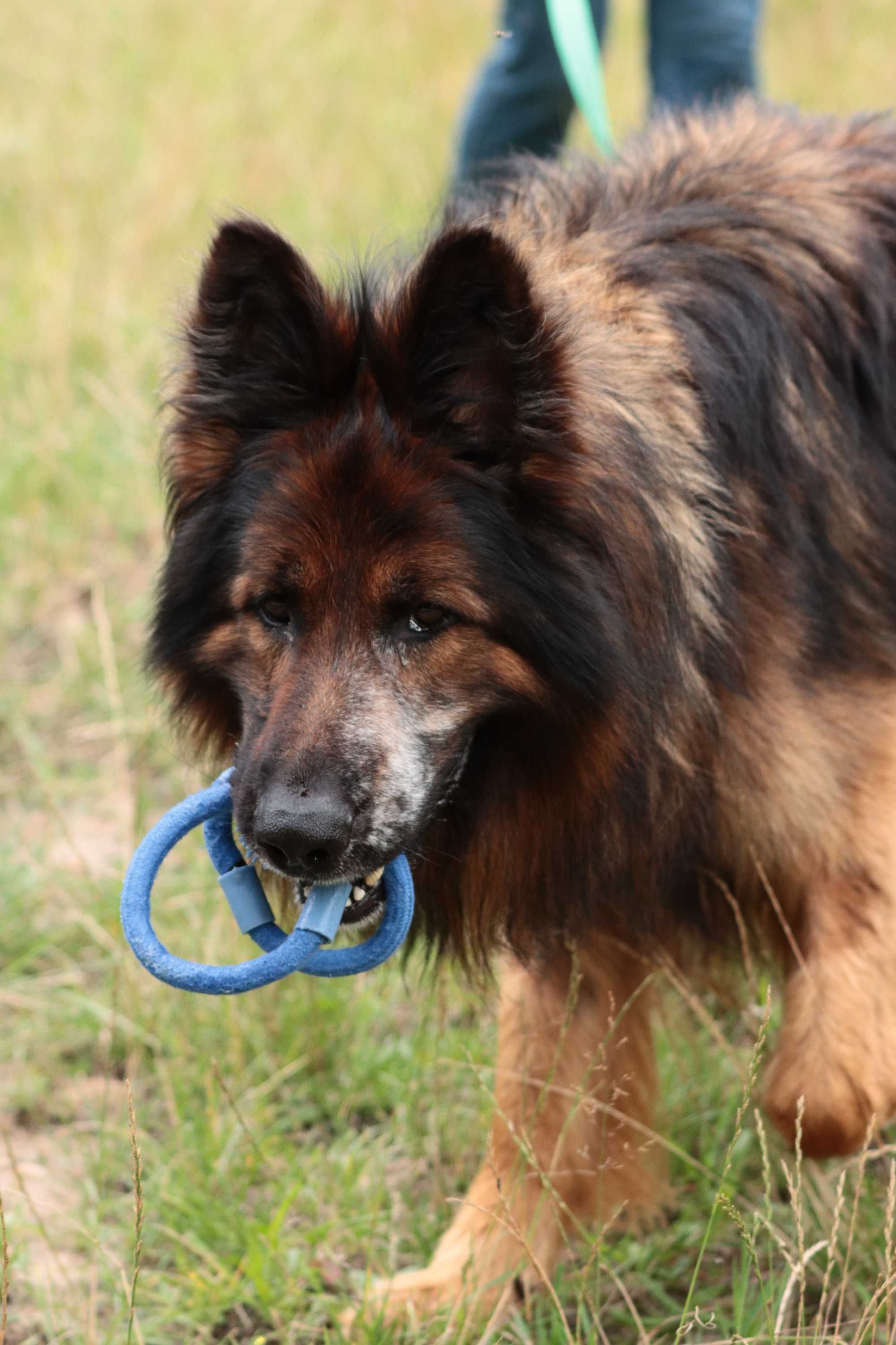 Piękny owczarek długowłosy do adopcji
