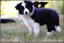psy szczeniaki Border Collie suczka ZKwP FCI