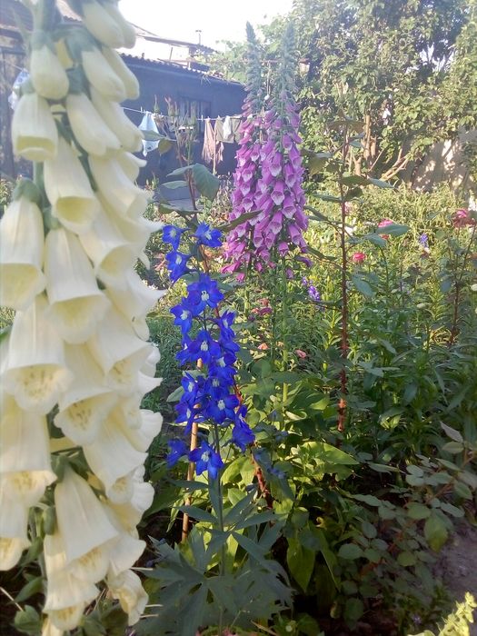 Багаторічні квіти