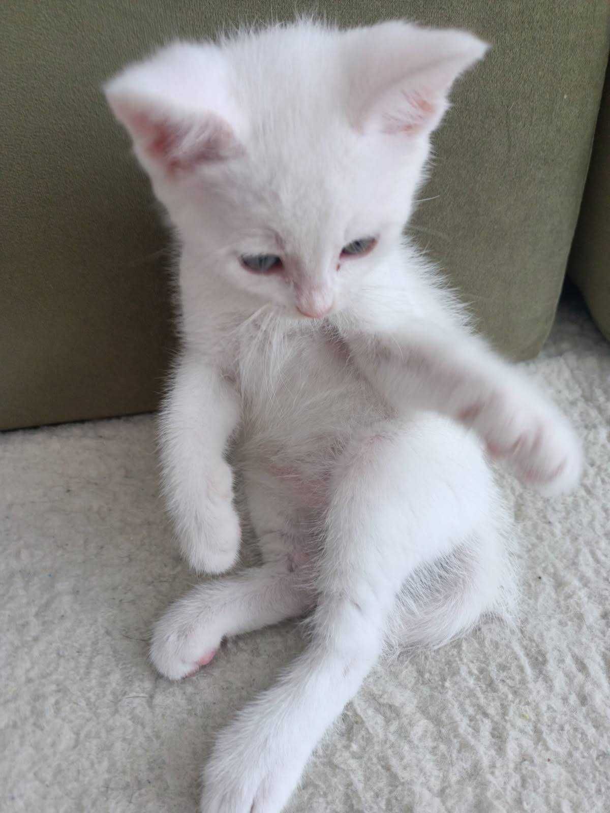 Dwa cudowne kocurki do adopcji