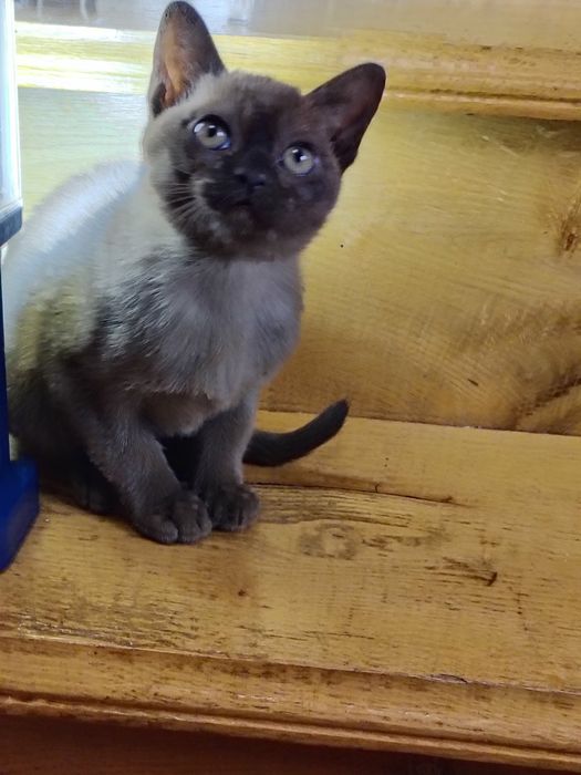 Бурма Европейская дівчата