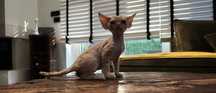 Devon Rex - ruda dziewczynka  - zarezerwowana