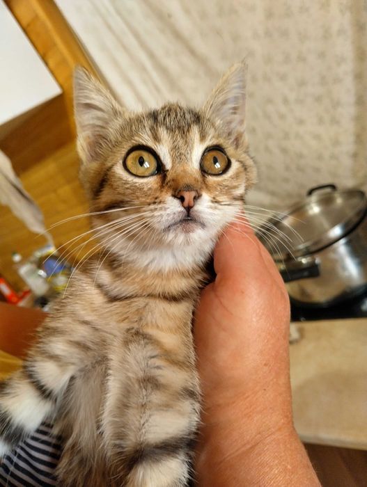 Віддамо грайливу, здорову кішку Мишку