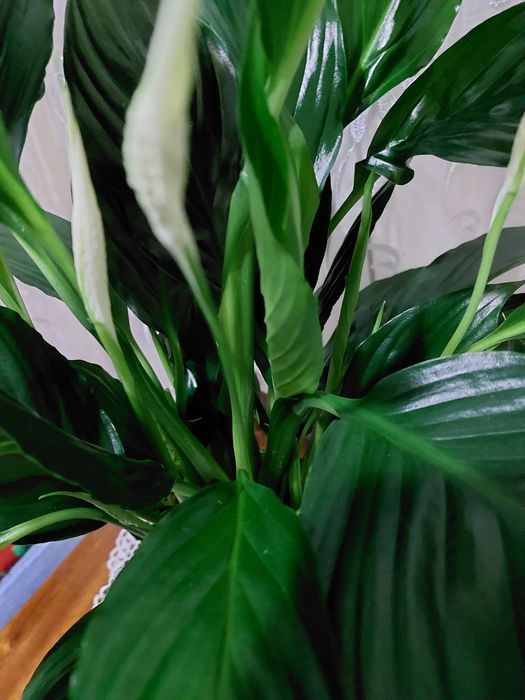 Спатіфіллум квіти білого кольору