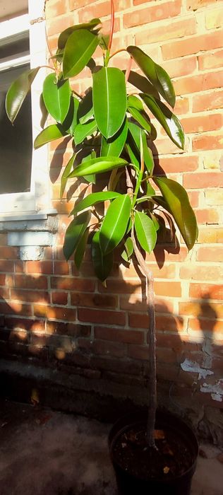 Фікус дерево 1,65 м вазон Еластика декора зелень фикус