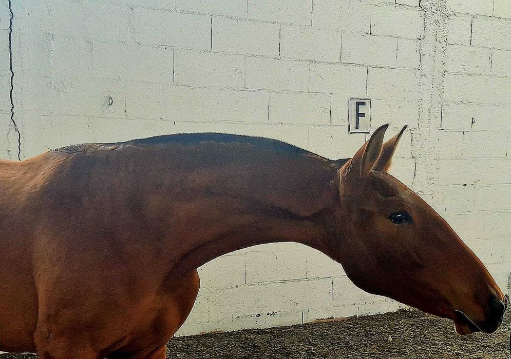 Poldra Lusitana 2 anos Típica