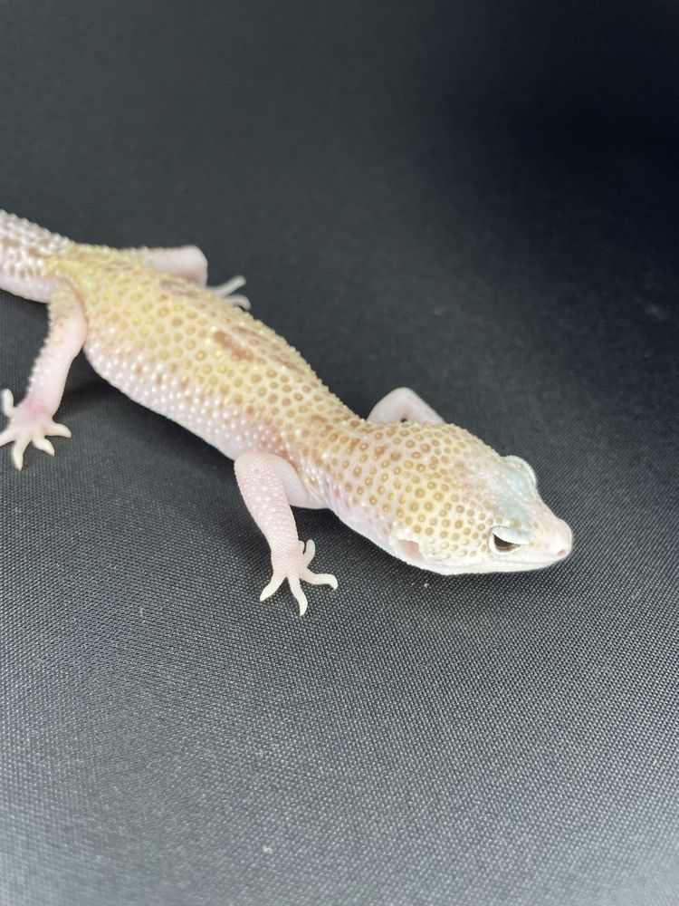 Gekon Lamparci Mack Snow Raptor Het Murphy Patternless