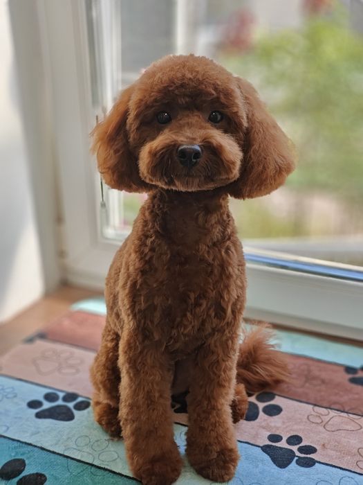 Грумінг. Послуги грумера, стрижка та експрес-лінька собак.