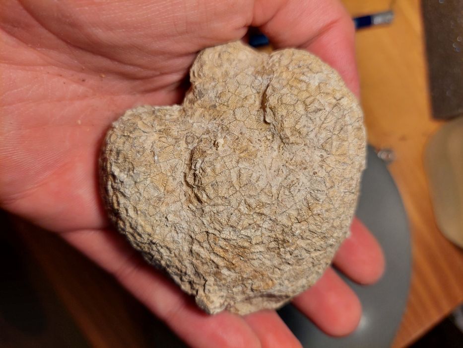 Fóssil coral Jurássico