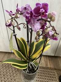 Варієгатна орхідея фаленопсис
