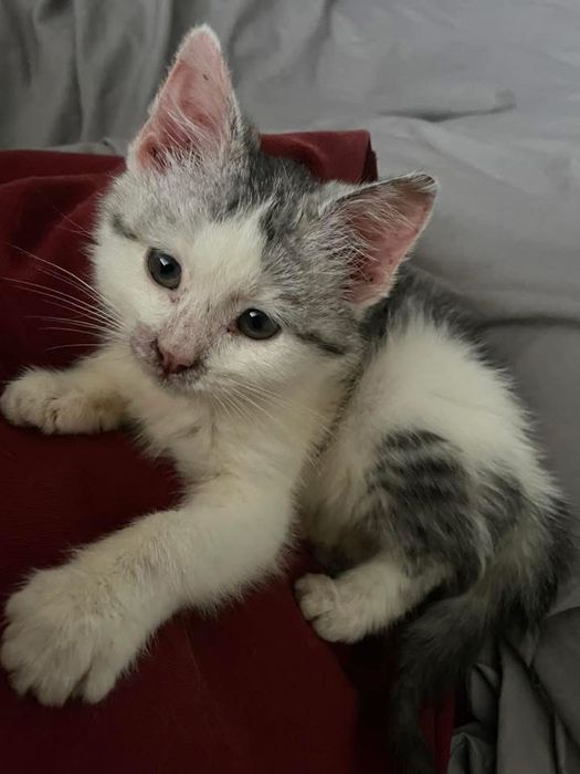 Віддам кошеня в хороші руки