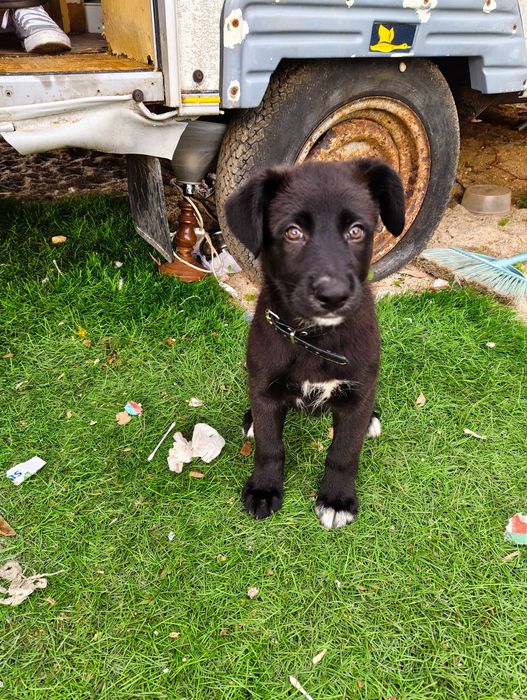 Cadela preta bebé para dar