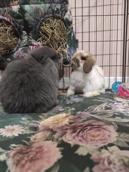 Mini Lop Króliczki Czystej Rasy z WYPRAWKĄ I KSIĄŻECZKĄ ZDROWIA