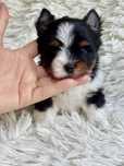 Yorkshire Terrier biewier  piesek