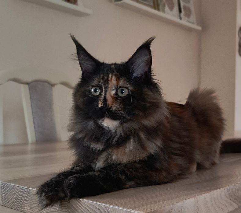 Rodowodowe koteczki Maine Coon
