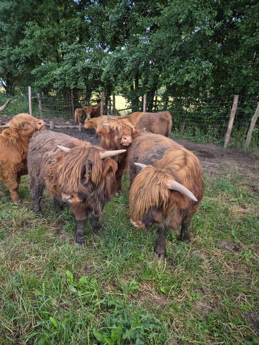 Bydło szkockie - Byki Highland Cattle