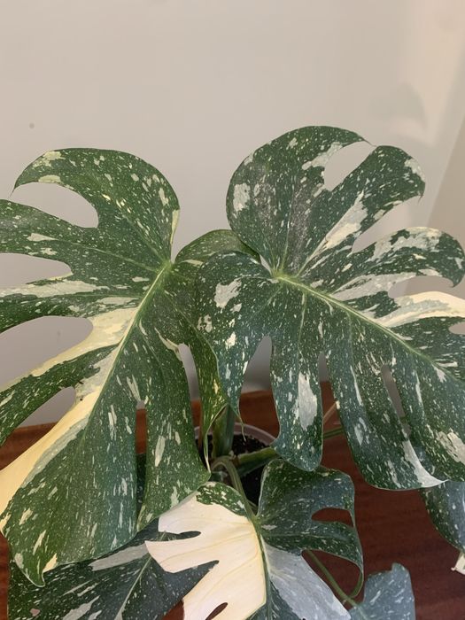 Велика монстера Альба та Тайське Сузіря