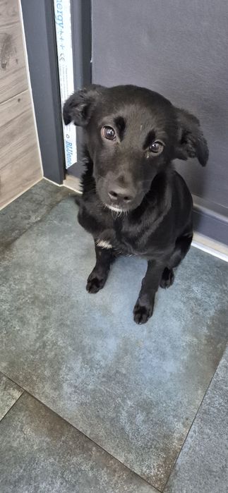 Szczeniak chłopczyk około 5 miesięcy