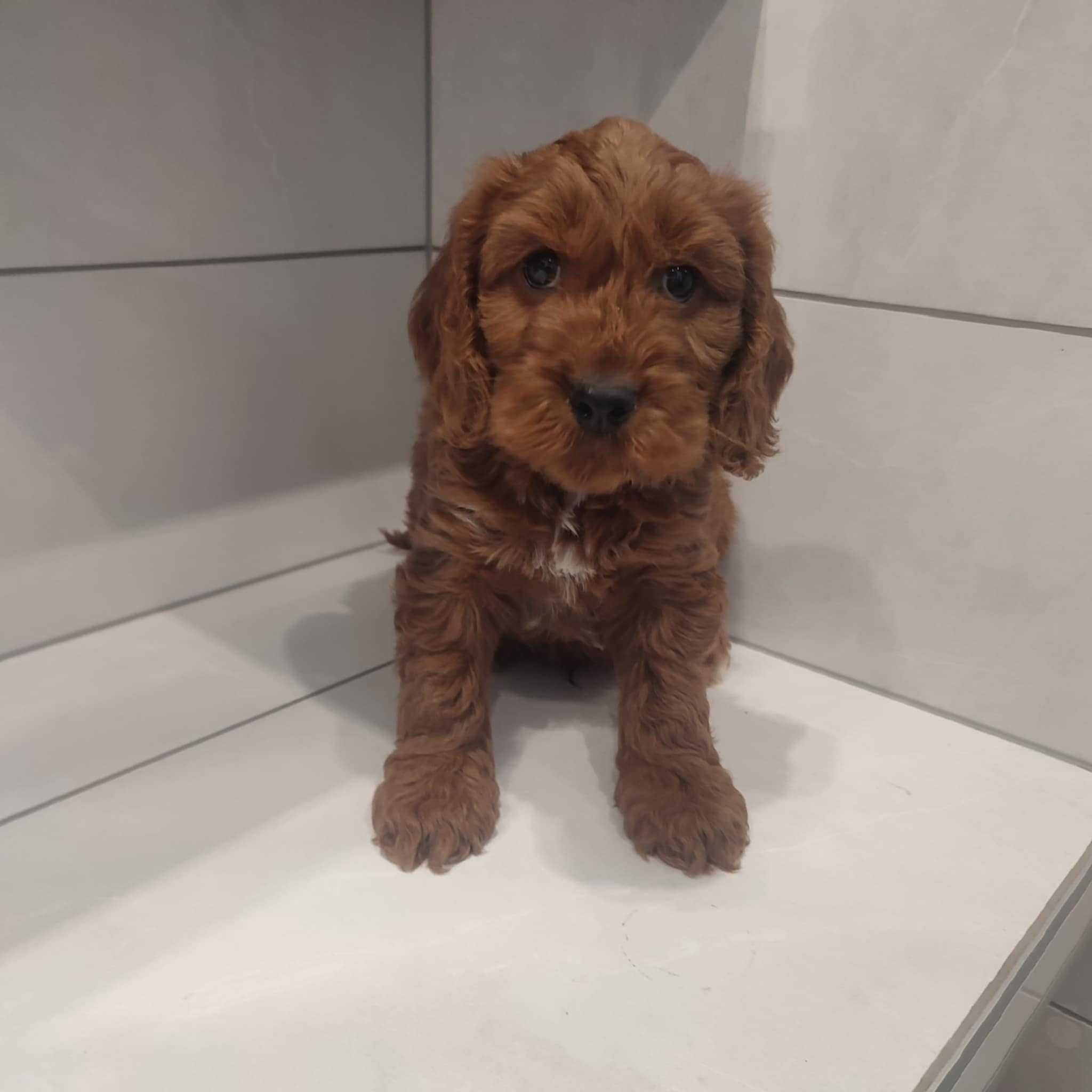 Cockapoo > Cocker & Pudel > hybryda /badania .