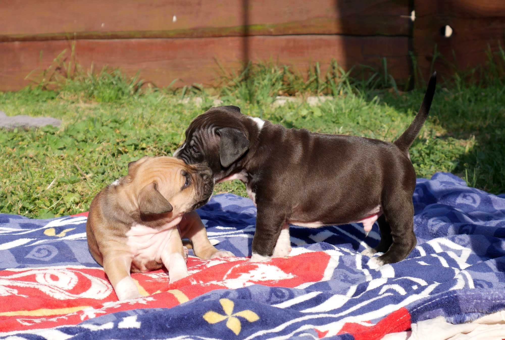 American Staffordshire Terrier ZKwP , Amstaff FCI , piękny PIESEK 7