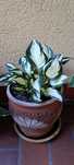 Hosta funkia 3 rodzaje