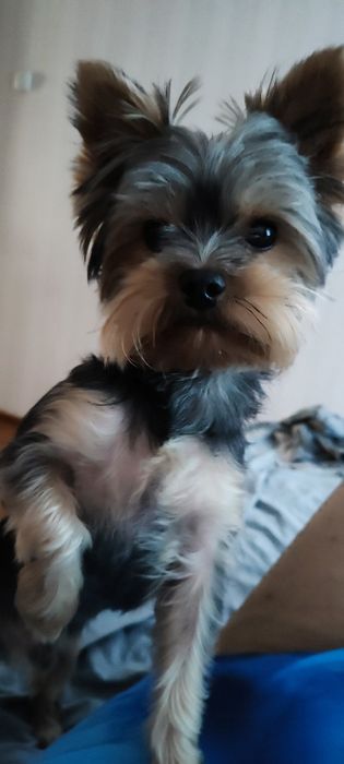 Вязка. Йорик  позитивный активный мальчик .