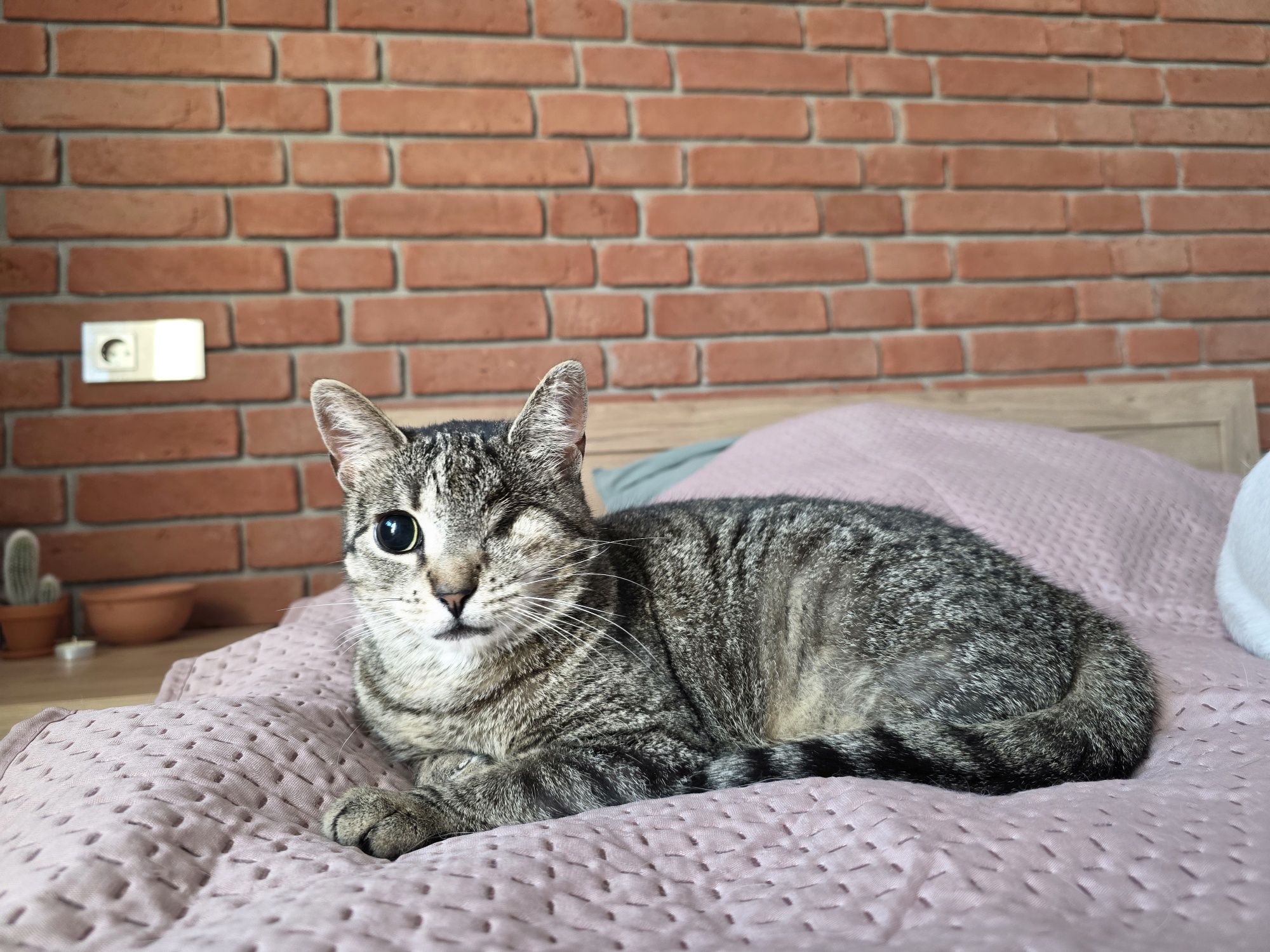 Grażynka kotka do adopcji 3 lata