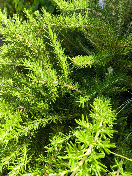 venda de ervas aromáticas e chás