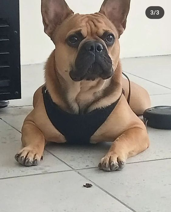 Французский бульдог