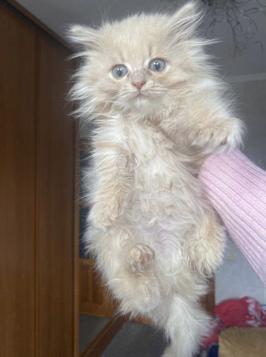 Волшебно красивая радость