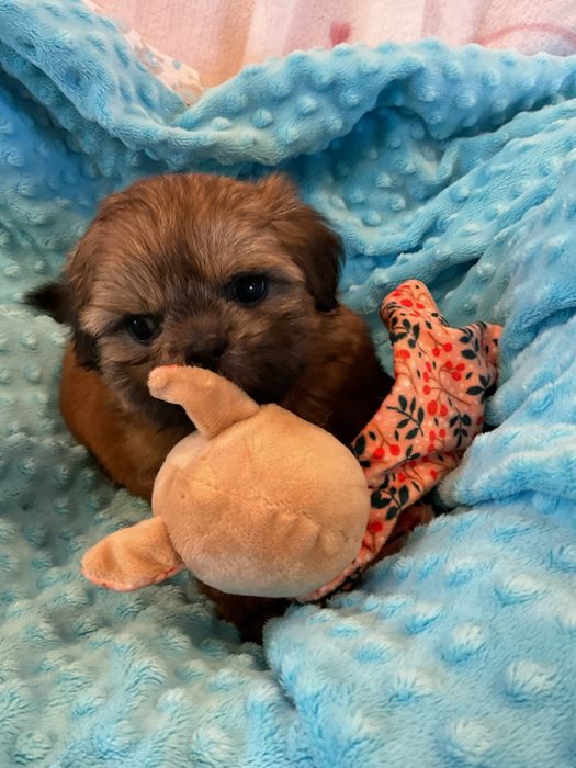Shih - Tzu Salonowe, Pieski