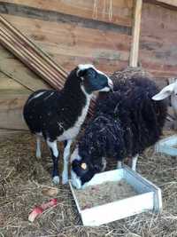 Baranek oraz owieczka ras mlecznych (wschodniofryzyjska - laucane)