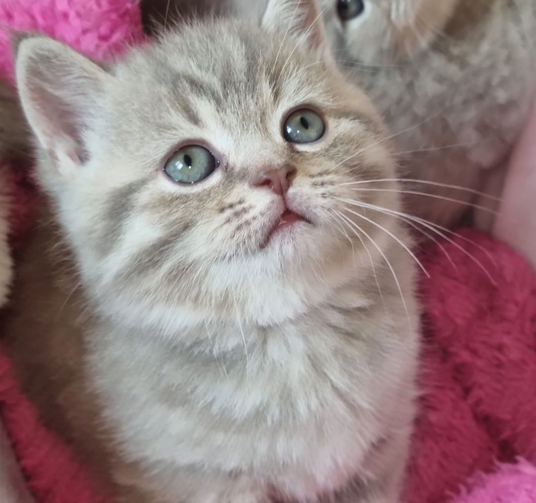 Вислоушки и прямоушки шотландские котята!