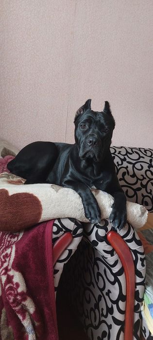 Цуценята Кане-Корсо