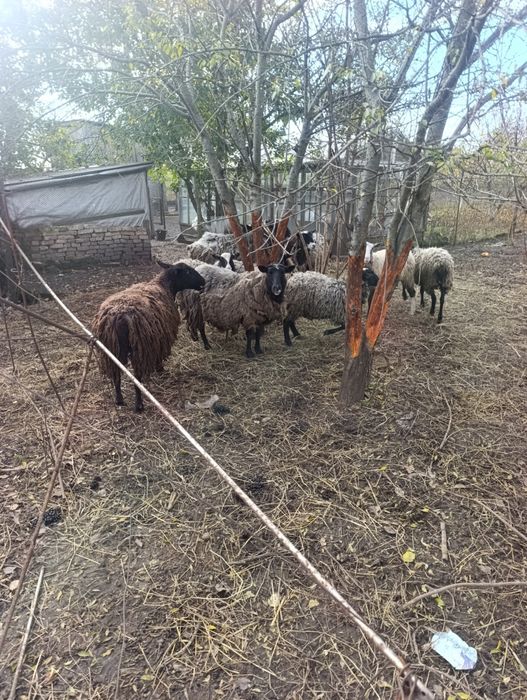 Продам отару баранів (11 голів) — вівці та барани