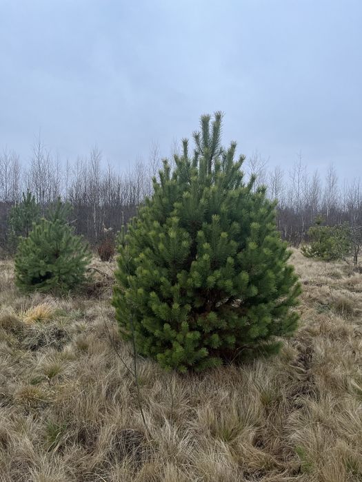 Новорічні Ялинки,Сосна