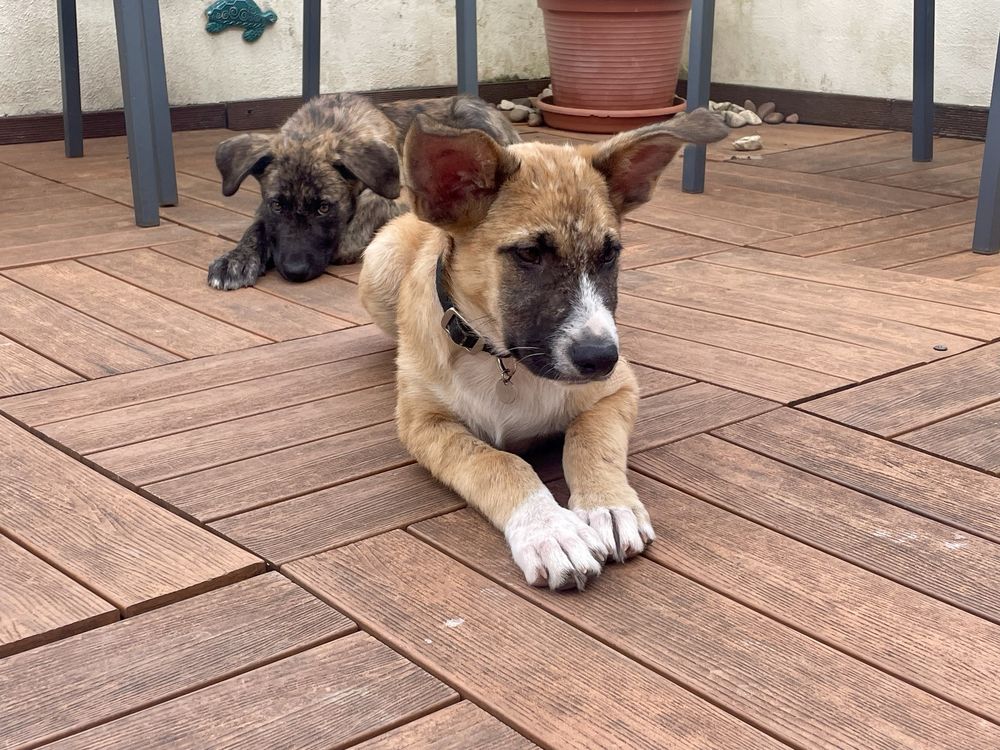 Cachorros machos porte medio grande