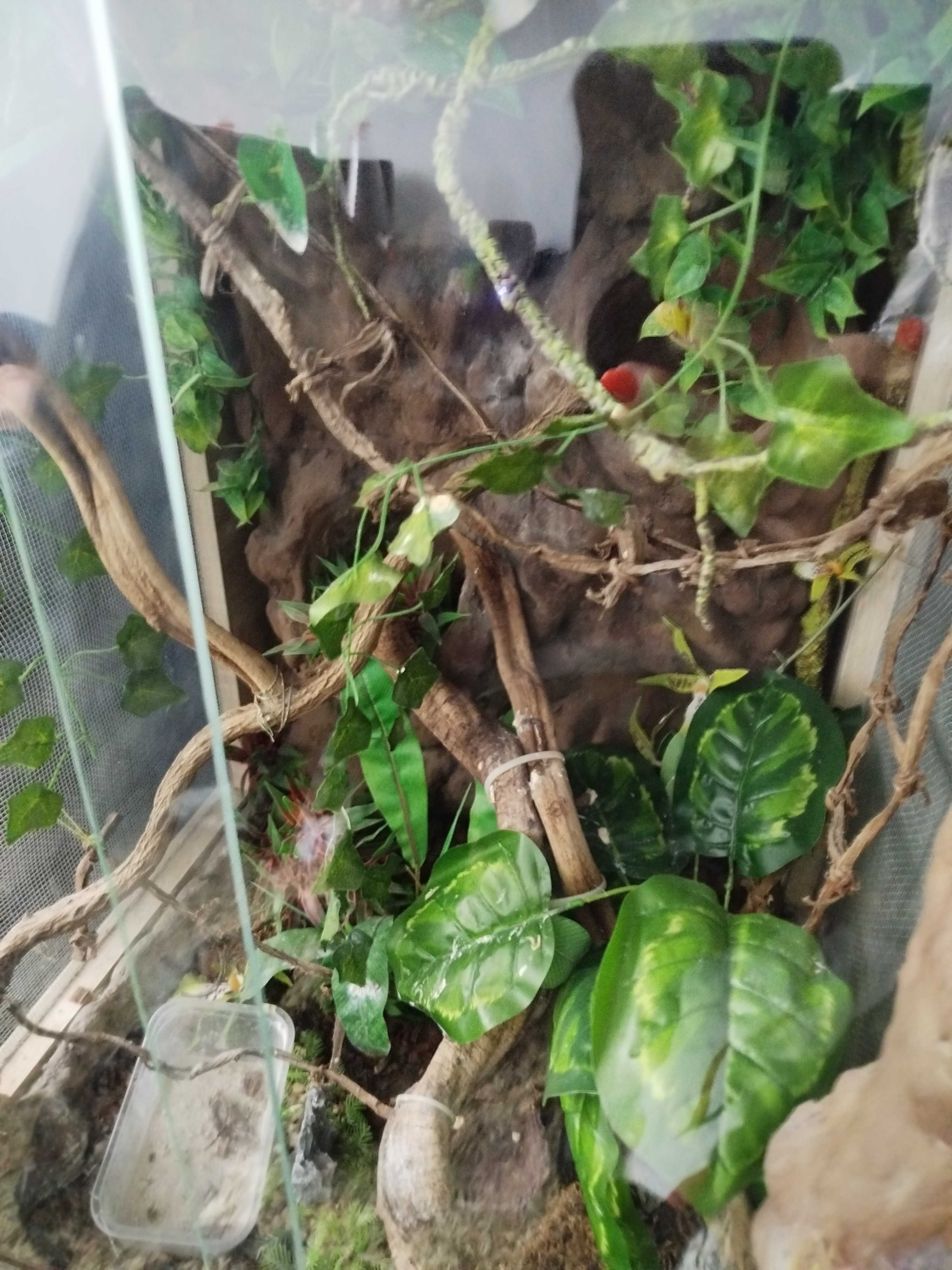 Terrarium  100x50 dla kameleona wyposażenie