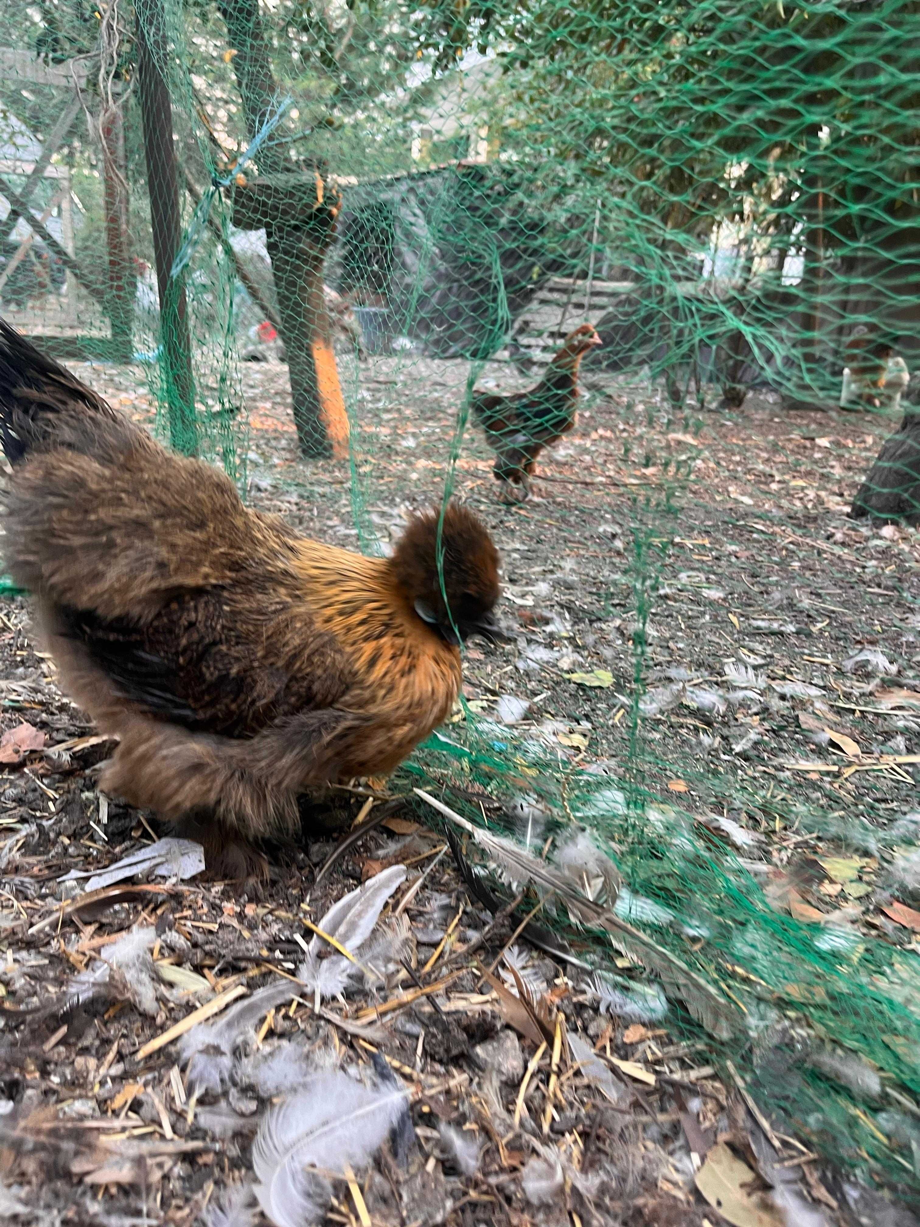 SEDOSA DO JAPÃO (ovos e aves)