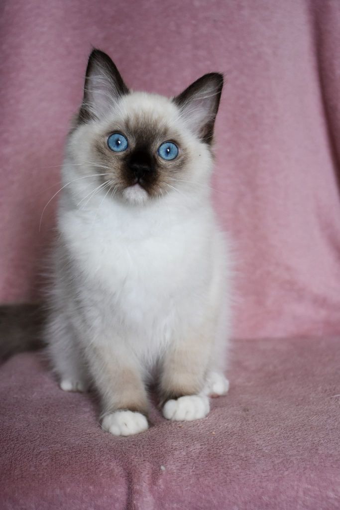 Kocurek ragdoll stworzony do przytulania, gotowy do odbioru