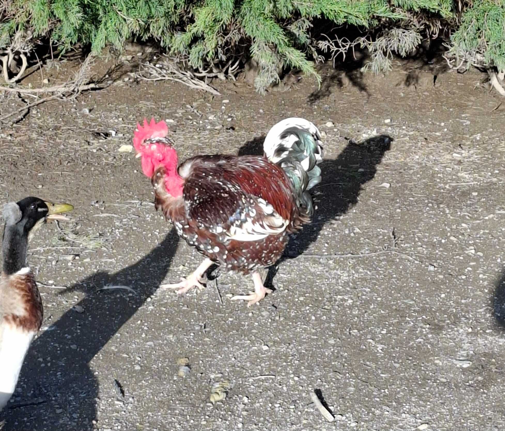Ovos de galinhas