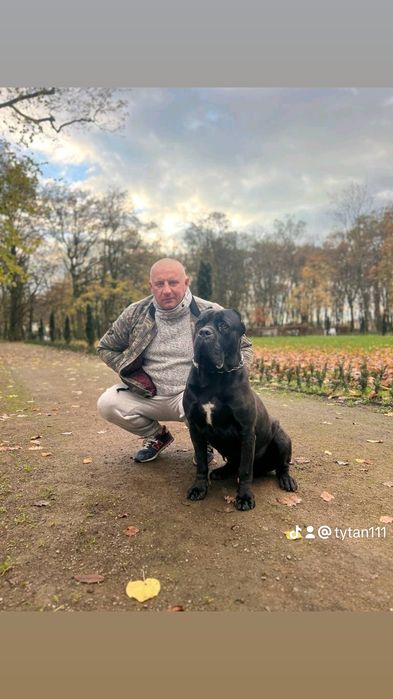 Cane Corso  PIES
